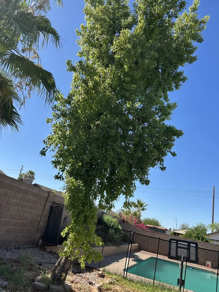 Local yard maintenance for beautiful yards across Maricopa, AZ - Lara Tree And Foundation