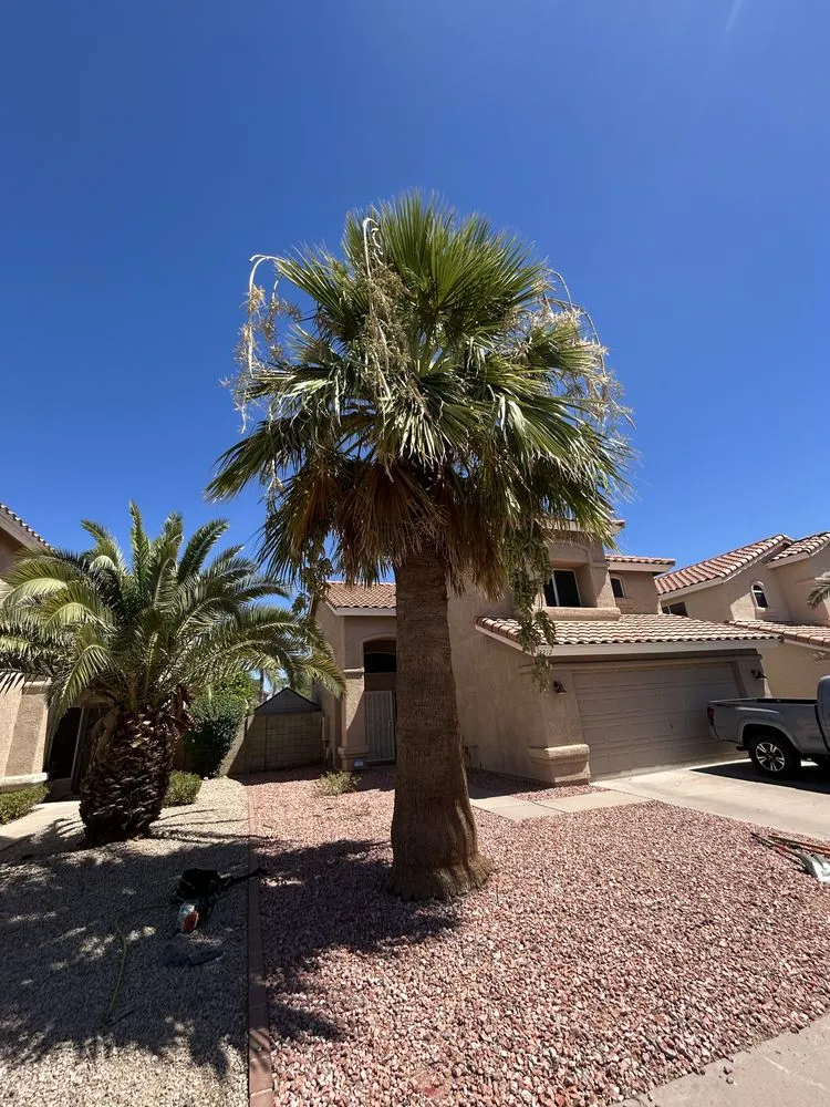 Trusted yard maintenance with custom design across Maricopa, AZ - Lara Tree And Foundation