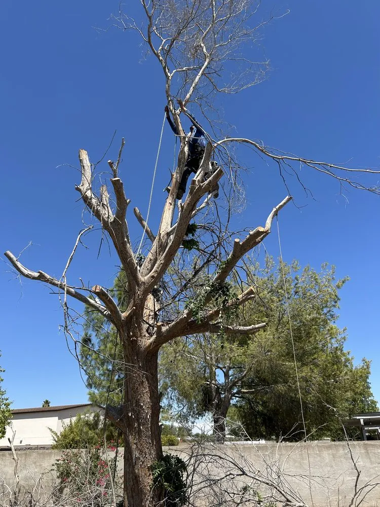 Local garden landscaping in Maricopa, AZ - Lara Tree And Foundation