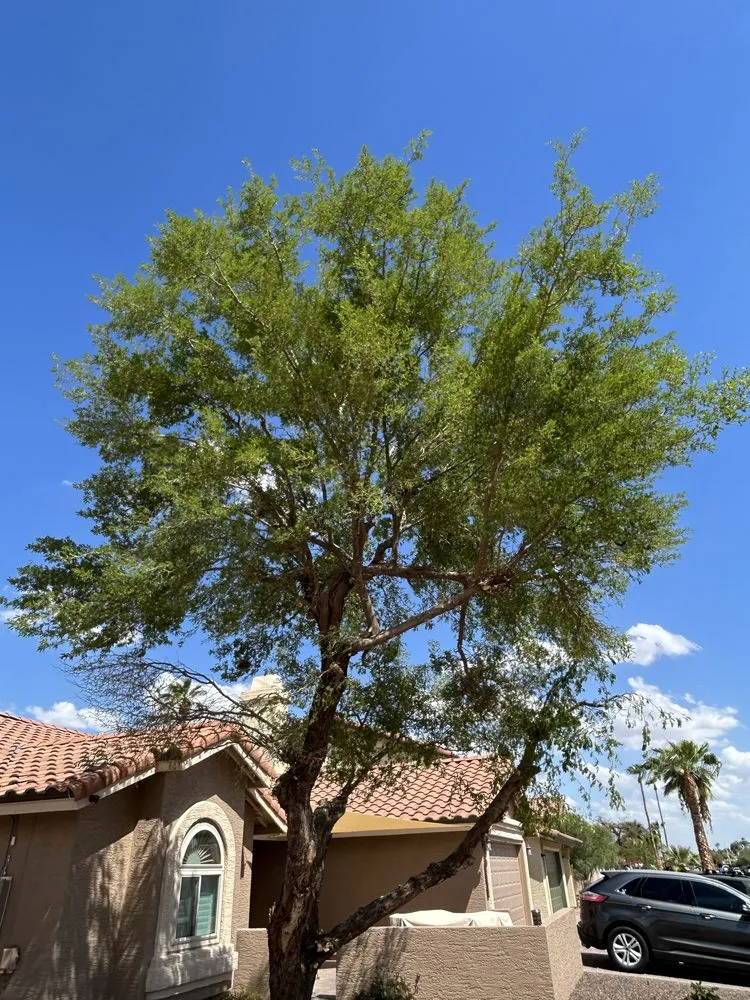 Reliable residential landscaping in Maricopa, AZ - Lara Tree And Foundation