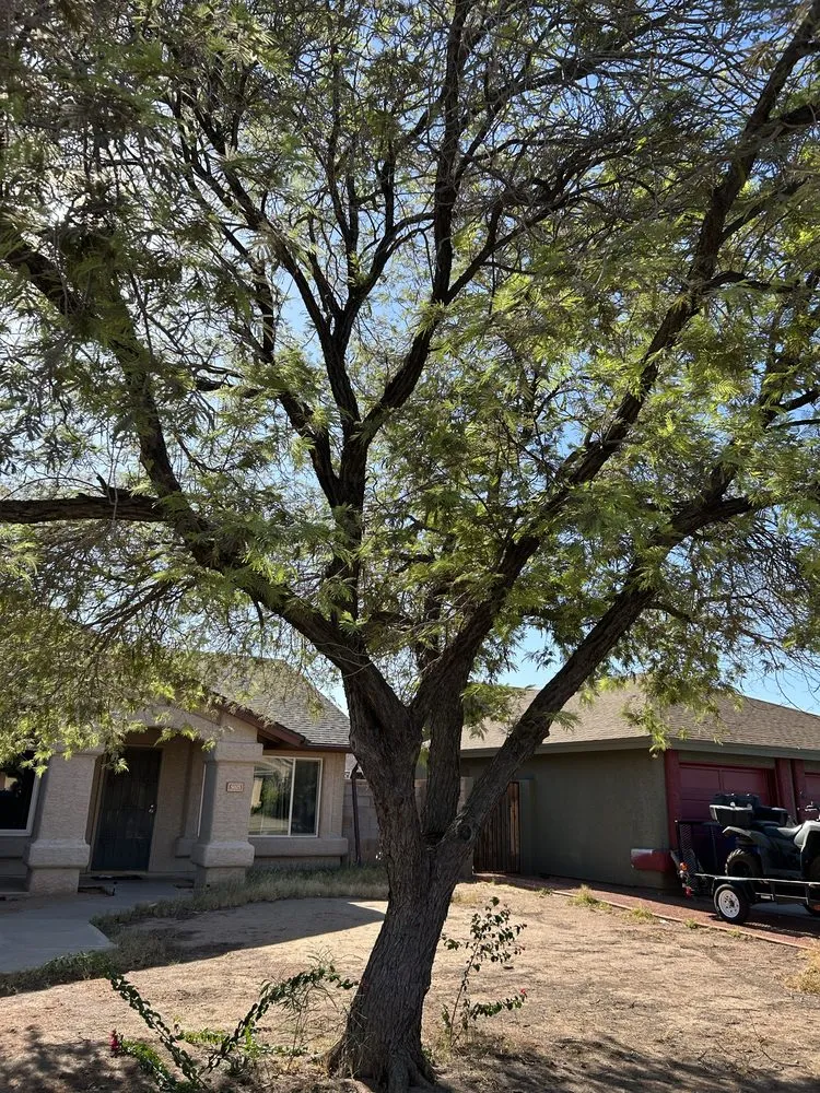 Reliable garden landscaping for outdoor upgrades in Maricopa, AZ by Lara Tree And Foundation