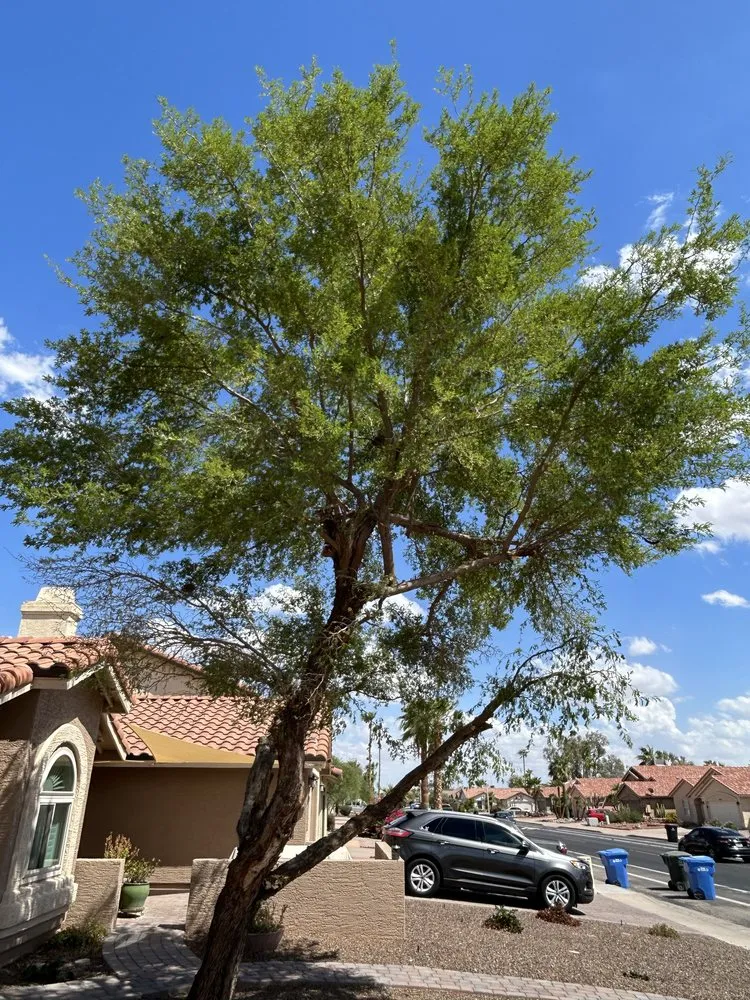 Affordable landscape design in Maricopa, AZ by Lara Tree And Foundation