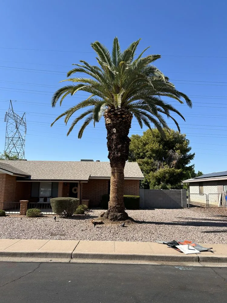 Top-rated yard maintenance in Maricopa, AZ - Lara Tree And Foundation