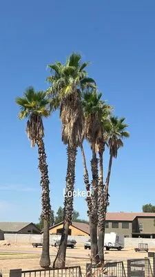 Lara Tree And Foundation Logo