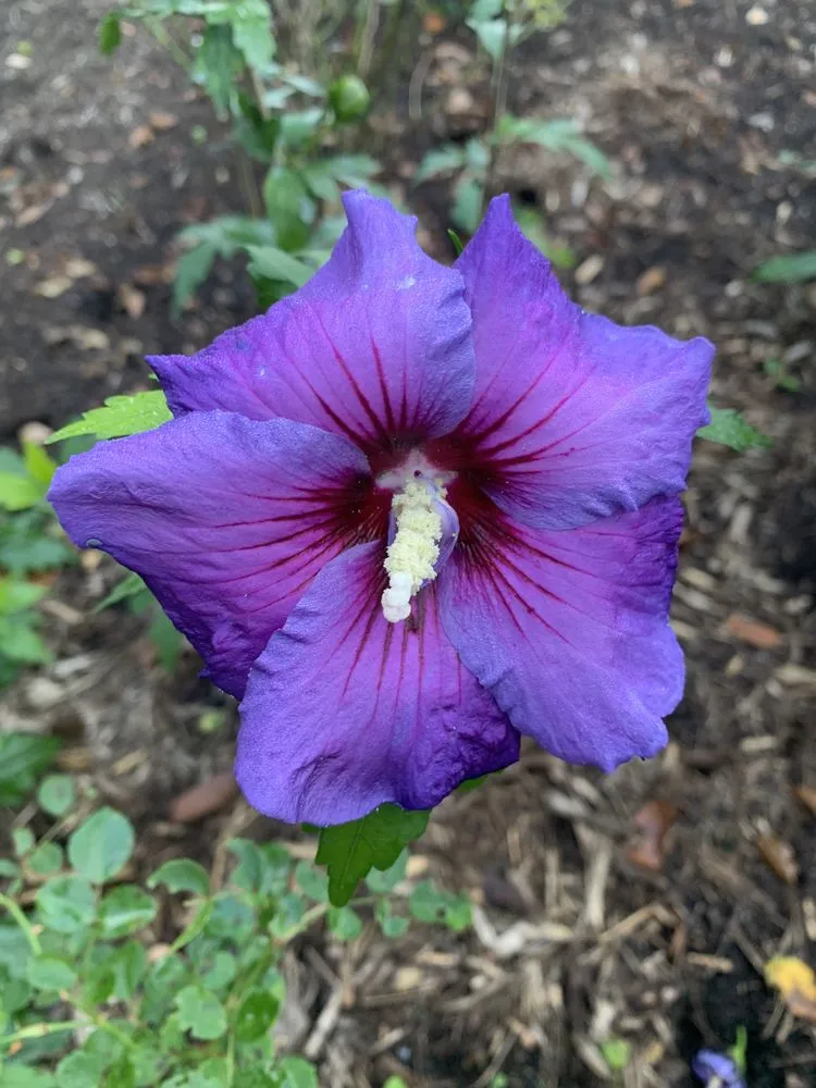 Affordable landscape installation for outdoor upgrades in Rochester, NY by Laraby Lawn and Landscape Service