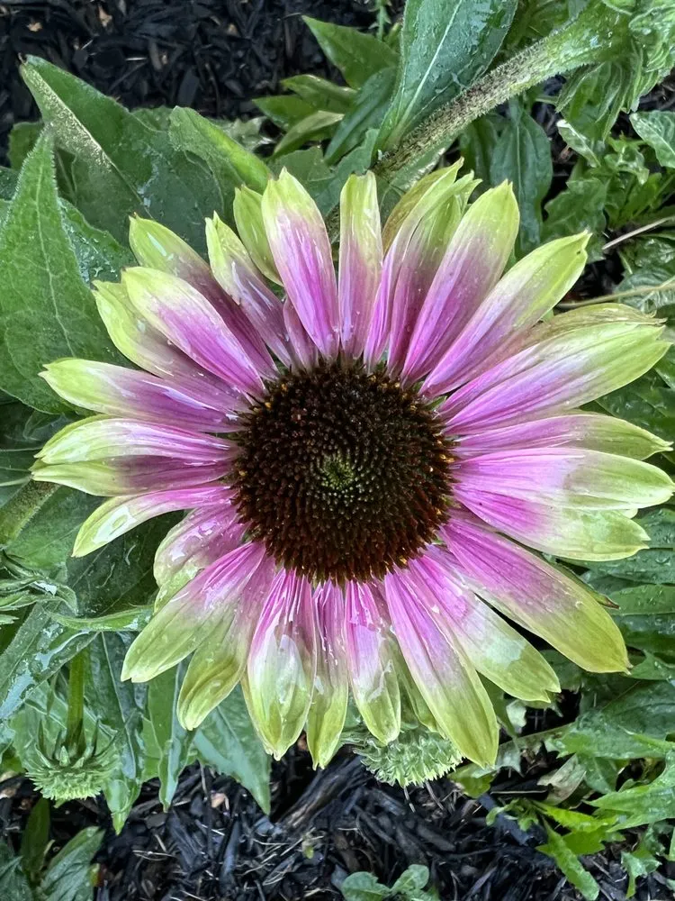 Reliable landscaping services for homes in Rochester, NY by Laraby Lawn and Landscape Service