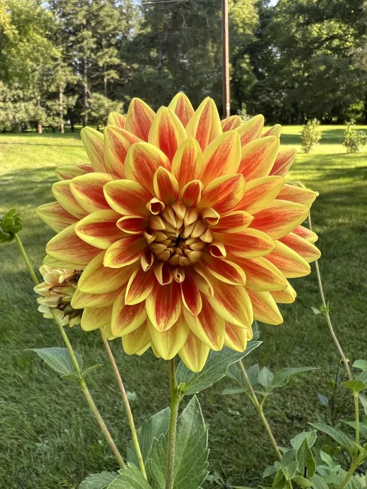 Custom lawn care service experts serving Rochester, NY - Laraby Lawn and Landscape Service