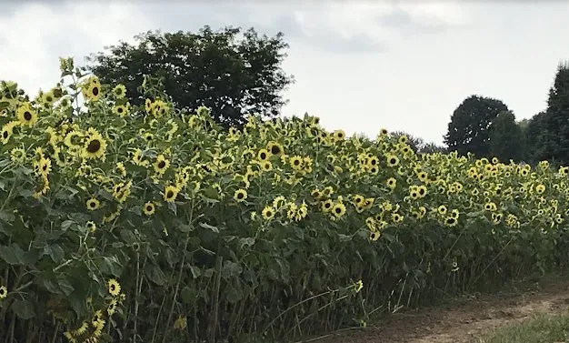 Reliable lawn care service experts serving Rochester, NY - Laraby Lawn and Landscape Service