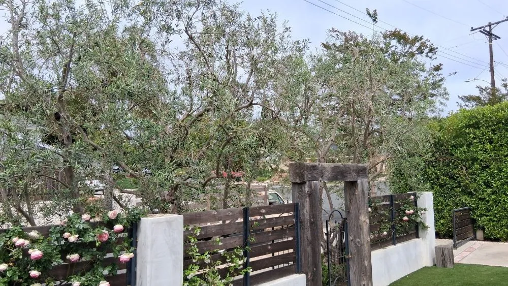 Local lawn mowing service in Oceanside, CA by Lara's Landscaping