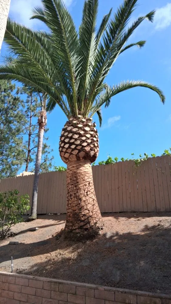 Custom garden landscaping experts serving Oceanside, CA - Lara's Landscaping