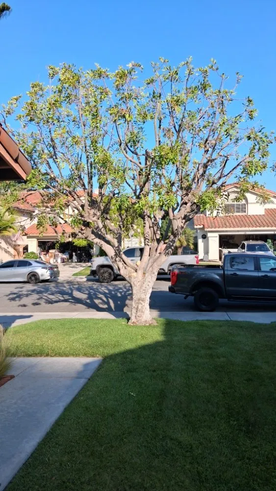 Reliable yard maintenance in Oceanside, CA - Lara's Landscaping