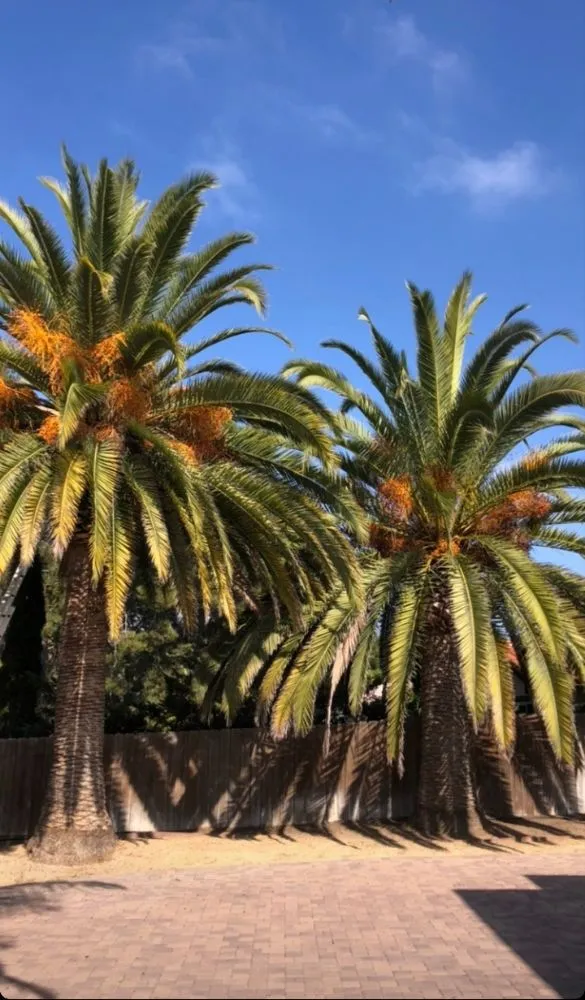 Trusted outdoor landscaping for beautiful yards in Oceanside, CA by Lara's Landscaping