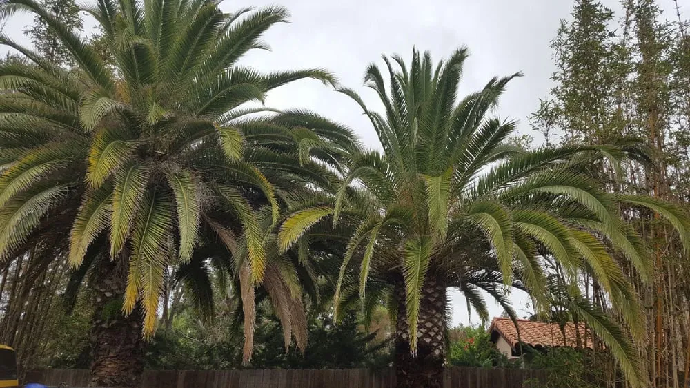 Custom outdoor landscaping in Oceanside, CA - Lara's Landscaping