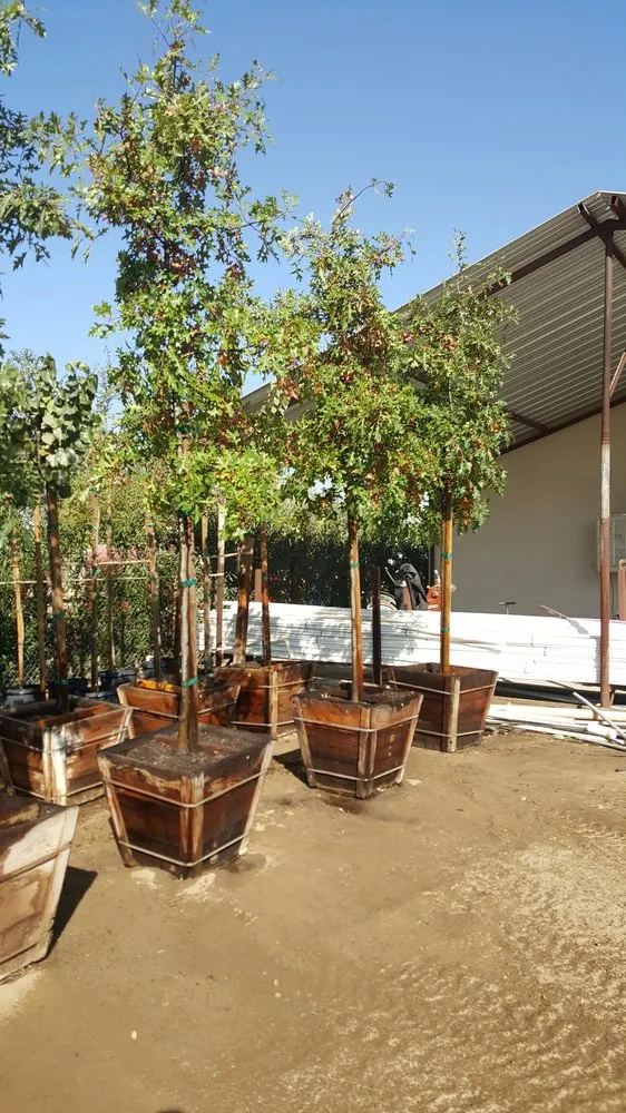 Reliable landscape installation in Bakersfield, CA by Lara's Landscaping Services