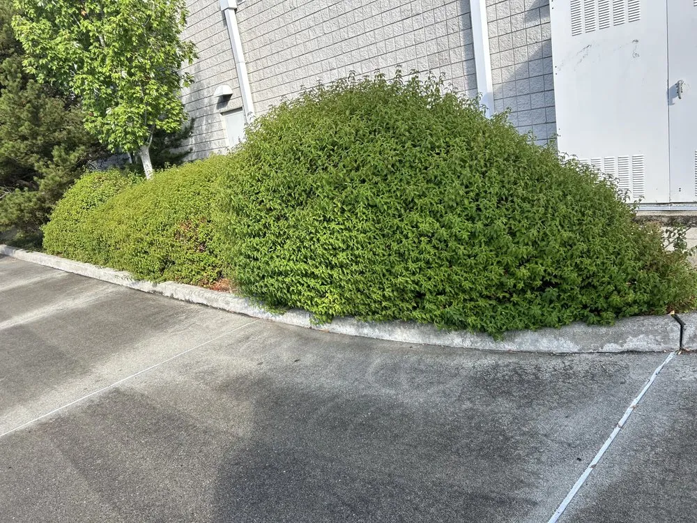Affordable yard maintenance experts serving Tacoma, WA - Lara’s Lawn Pros