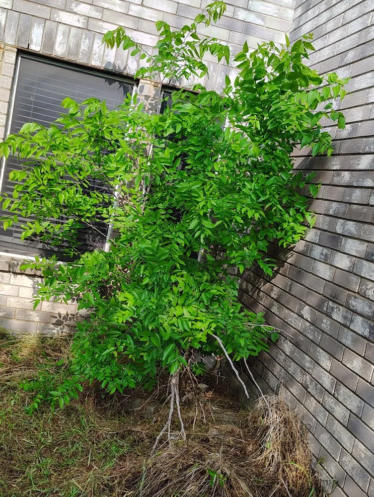 Trusted yard cleanup service experts serving San Antonio, TX - Laredo Landscaping