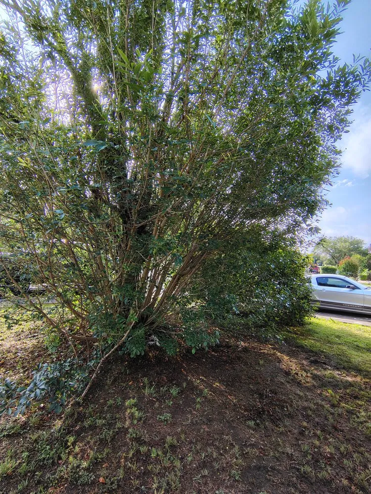 Custom garden landscaping for beautiful yards across San Antonio, TX - Laredo Landscaping