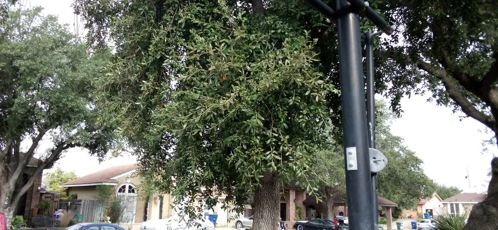 Expert yard cleanup service experts serving Laredo, TX - Laredo's Best Landscapers