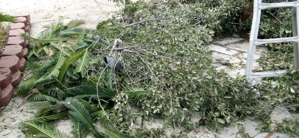 Reliable lawn care service near you in Laredo, TX by Laredo's Best Landscapers