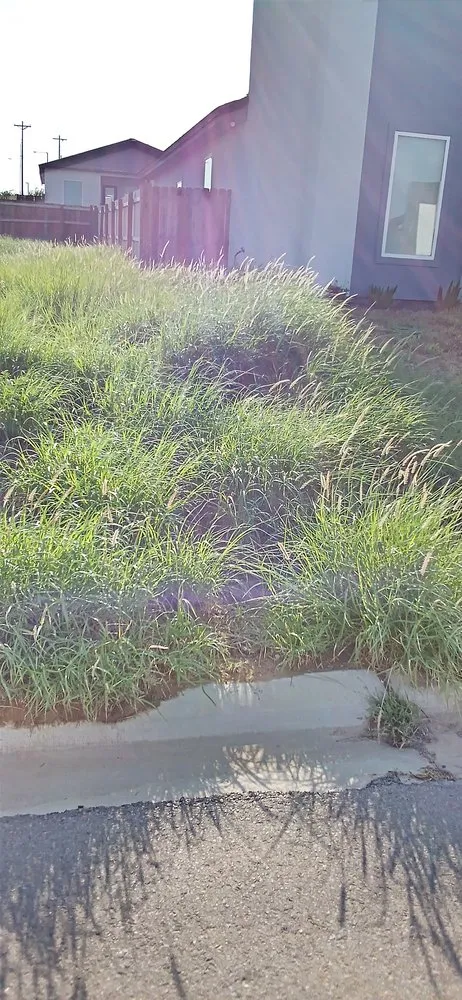 Affordable landscape installation in Laredo, TX by Laredo's Best Landscapers