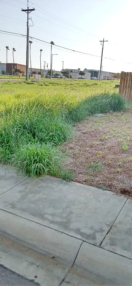 Trusted lawn care service for year-round maintenance in Laredo, TX by Laredo's Best Landscapers