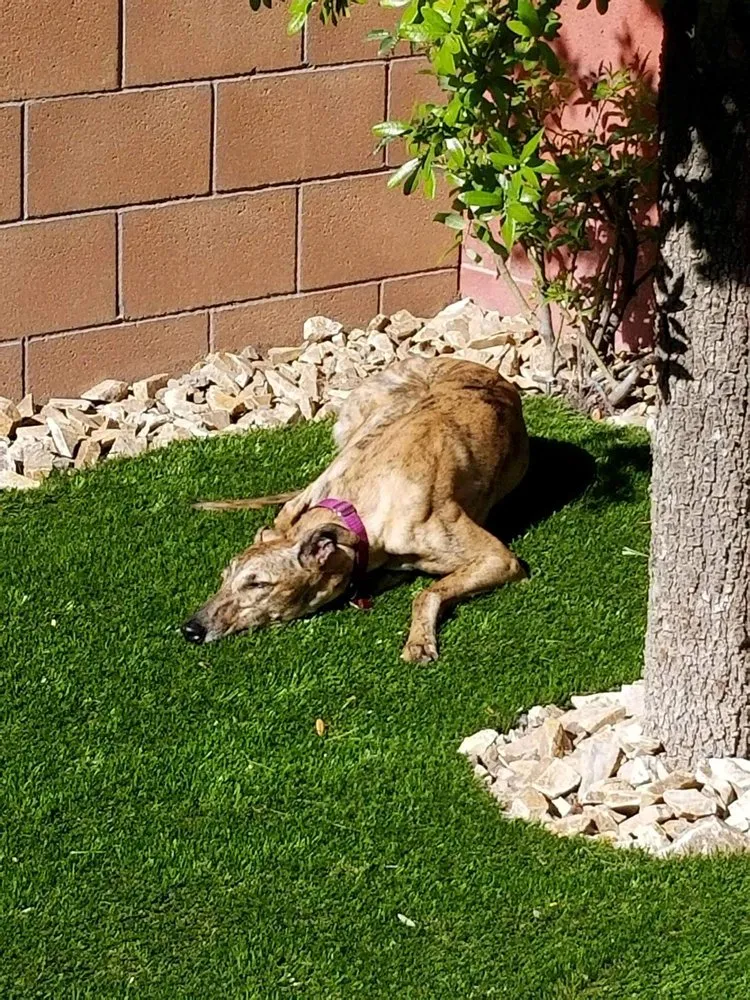 Expert landscape installation with custom design in Rio Rancho, NM by Laredo's Landscape & More