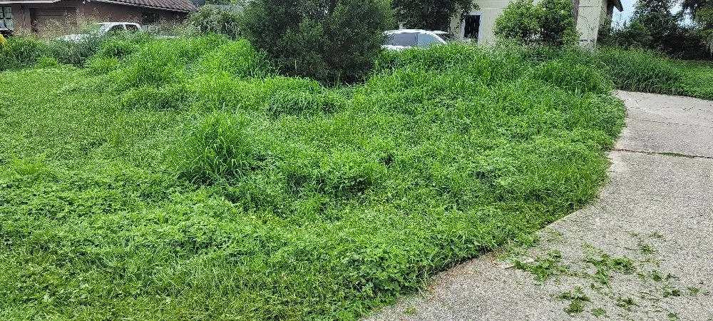 Custom yard cleanup service experts serving Ocala, FL - Largemouth Lawn Care
