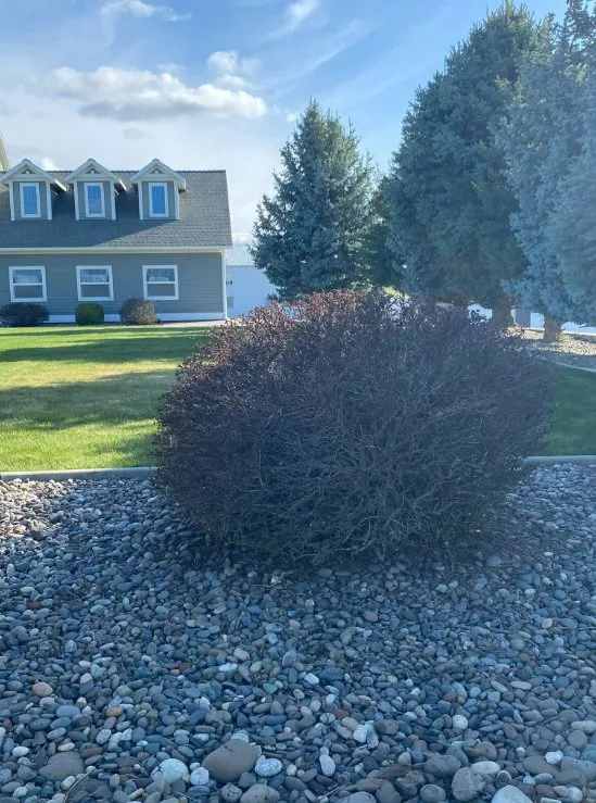 Professional yard maintenance experts serving Clarkston, WA - Larkin Lawn Services