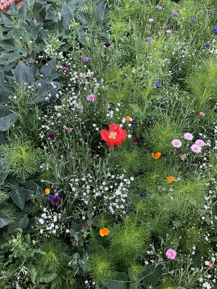 Professional garden landscaping with custom design in Denver, CO by Larkspur Landscaping