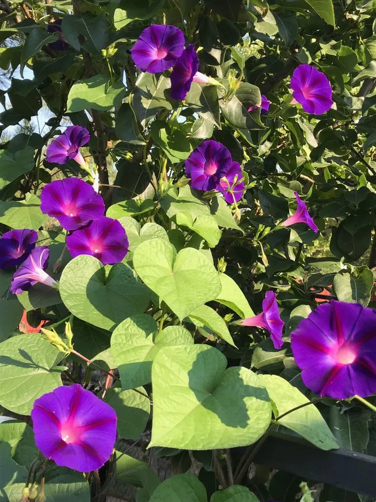 Top-rated lawn care service in Denver, CO by Larkspur Landscaping