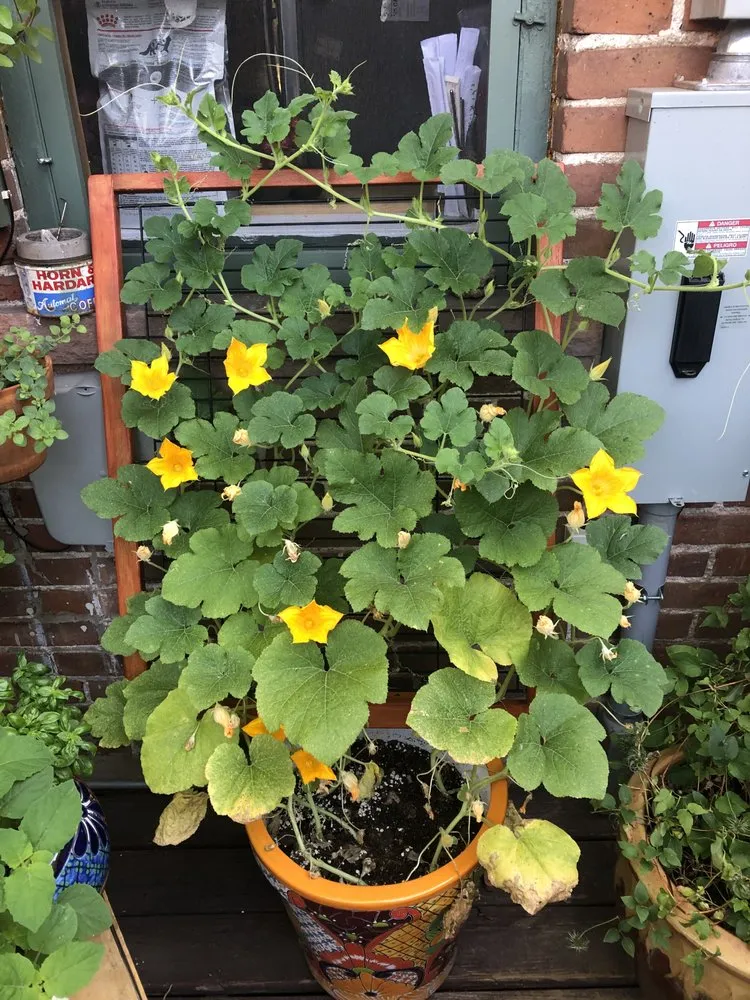 Top-rated garden landscaping in Denver, CO - Larkspur Landscaping