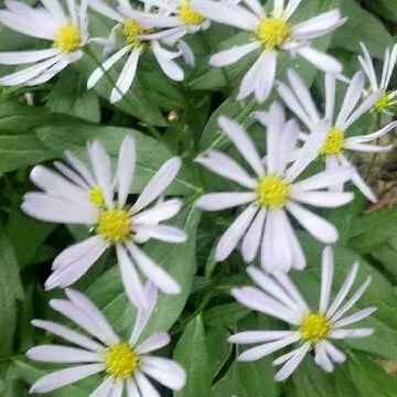 Affordable landscape installation experts serving Lexington, KY - Larry Colliver