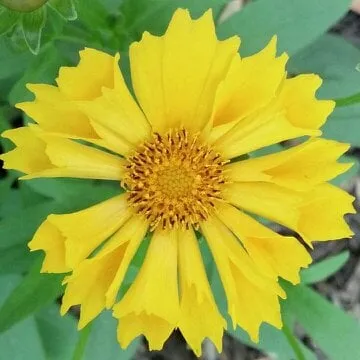 Affordable yard maintenance with custom design across Lexington, KY - Larry Colliver