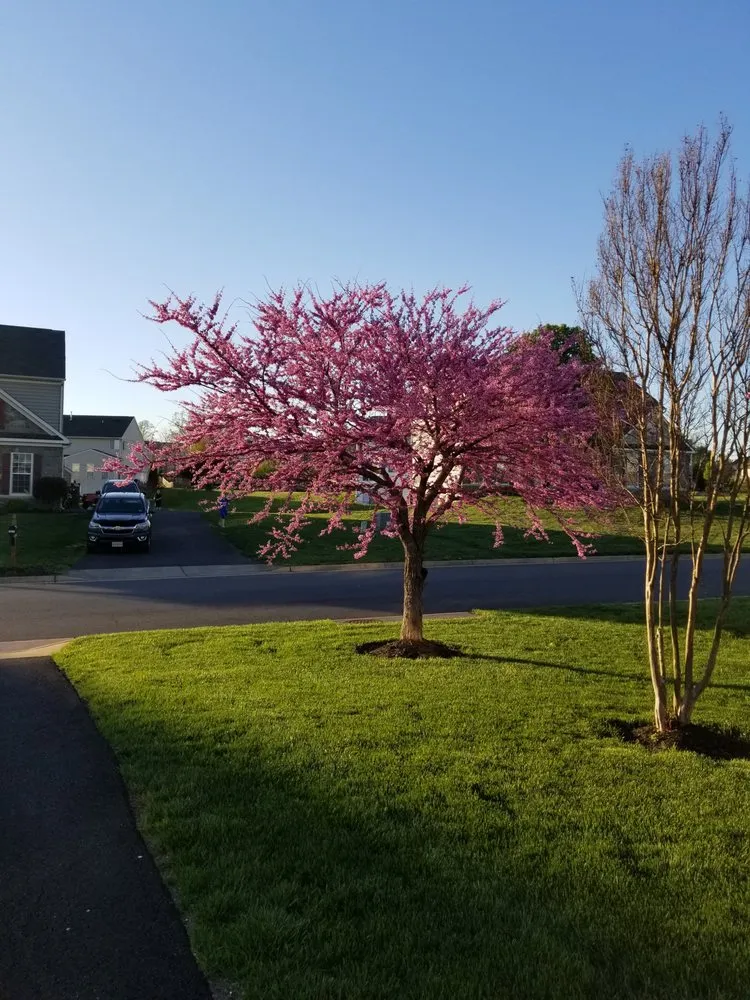 Top-rated lawn mowing service in Culpeper, VA - Larry Lawn Service