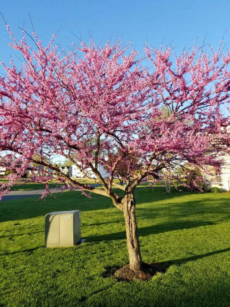 Reliable landscaping services in Culpeper, VA - Larry Lawn Service