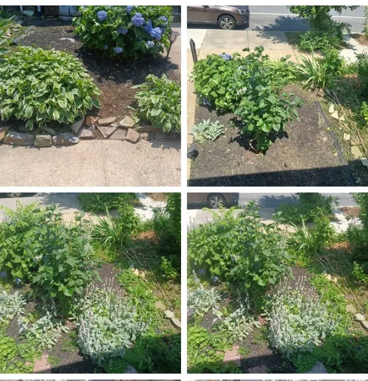 Affordable outdoor landscaping in Baltimore, MD - Larry Love