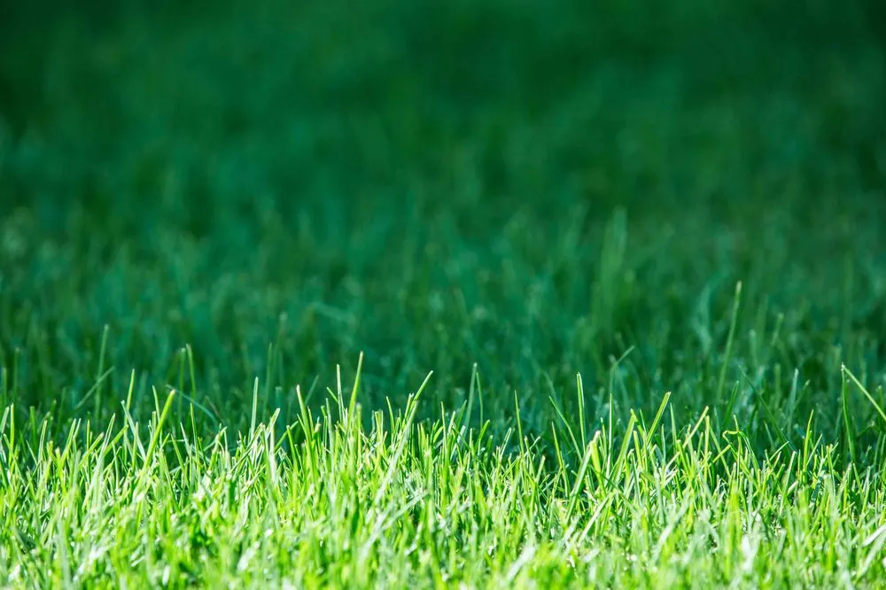 Expert garden landscaping in Wilson, NC - Larry Love Mowing Services