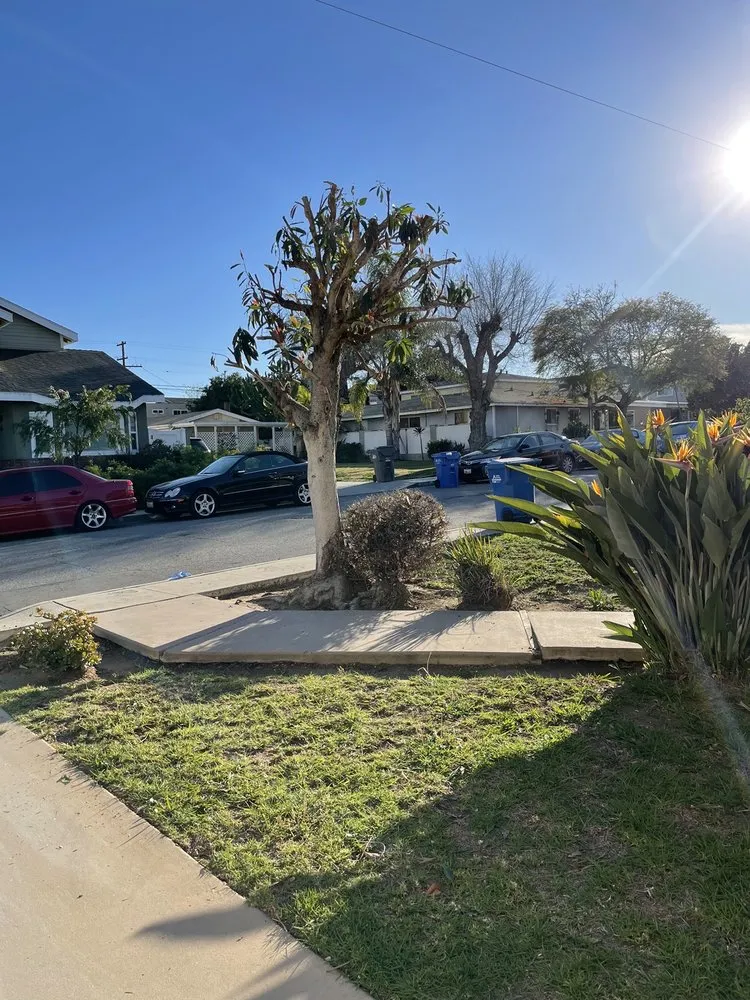 Reliable outdoor landscaping for year-round maintenance in Lomita, CA by Larry's Tree Service