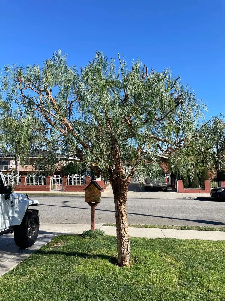 Local garden landscaping in Lomita, CA - Larry's Tree Service