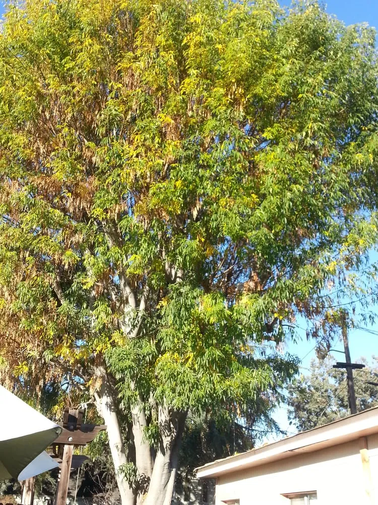 Custom lawn care service for outdoor upgrades across Lomita, CA - Larry's Tree Service