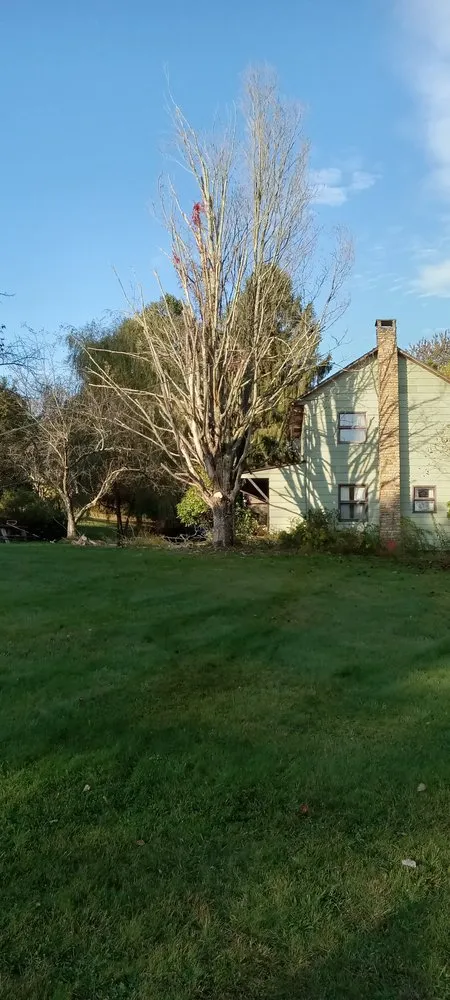 Trusted yard cleanup service for homes in Windber, PA by Larry's Tree Service