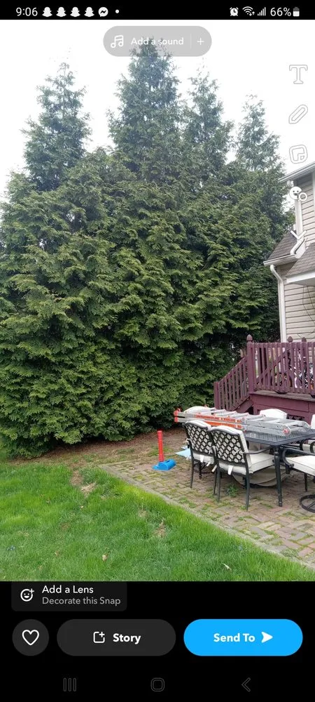 Local landscaping services in Windber, PA - Larry's Tree Service