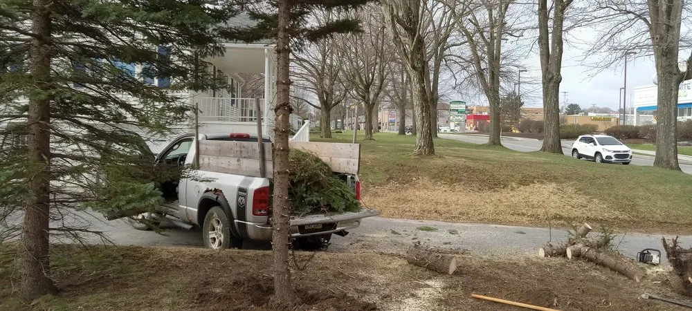 Expert yard cleanup service for year-round maintenance across Windber, PA - Larry's Tree Service