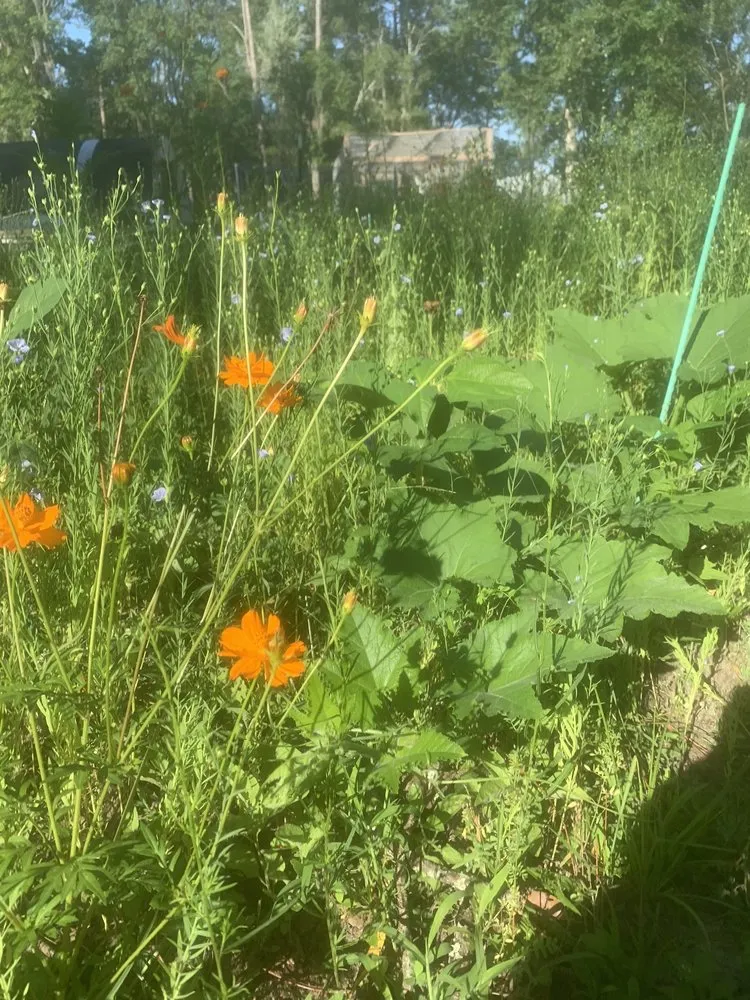 Custom yard cleanup service in Gainesville, FL by Larsen Landscaping and Consulting