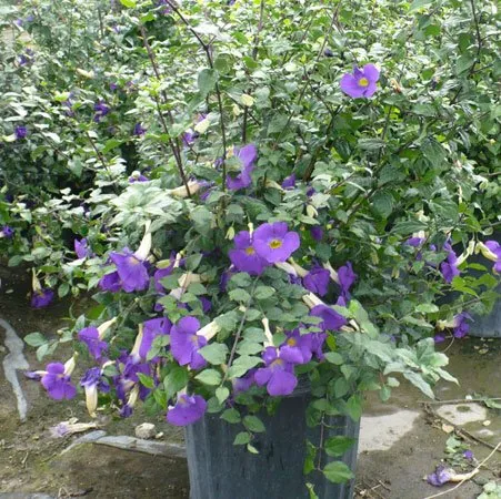 Trusted garden landscaping in Tamarac, FL by Larsen Landscaping