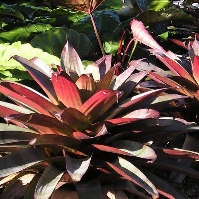 Local garden landscaping in Tamarac, FL - Larsen Landscaping