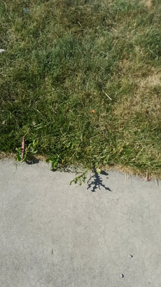 Trusted lawn mowing service in North Ogden, UT - Larsen Lawn Care