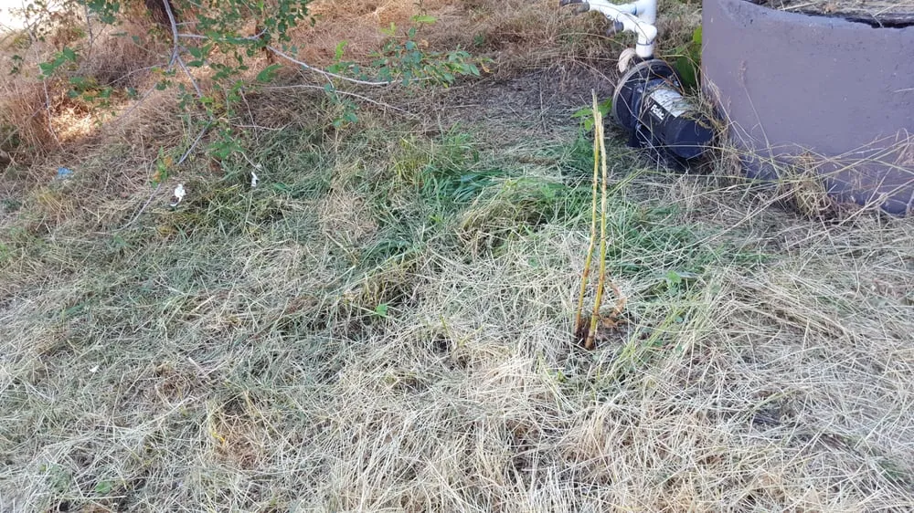 Reliable yard cleanup service in North Ogden, UT by Larsen Lawn Care