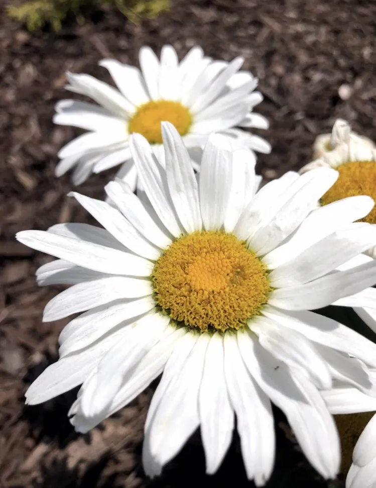 Professional lawn care service experts serving Burlington, CT - Larson's Garden Center