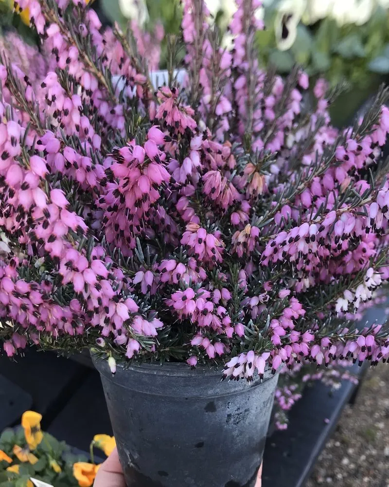 Professional outdoor landscaping in Burlington, CT - Larson's Garden Center